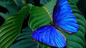 Превью обои бабочка, крылья, листья, яркий