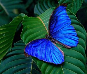 Превью обои бабочка, крылья, листья, яркий