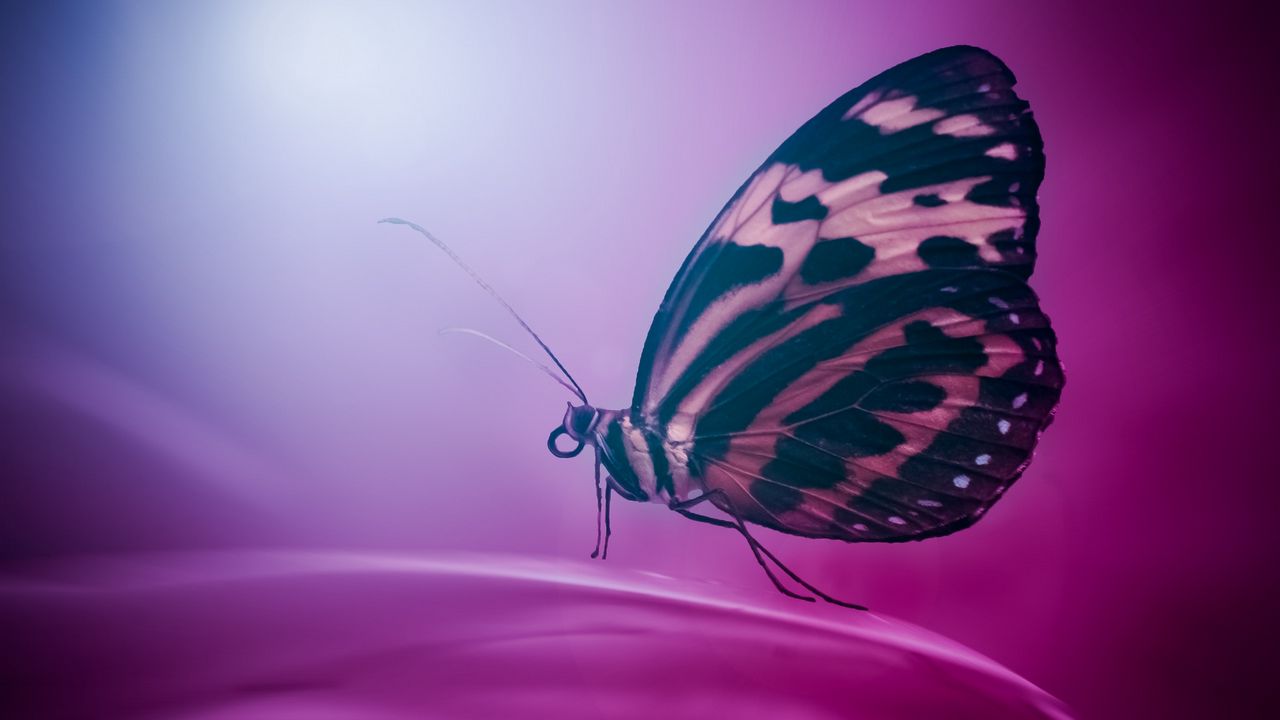 Обои бабочка, крылья, макро, поверхность, лепесток