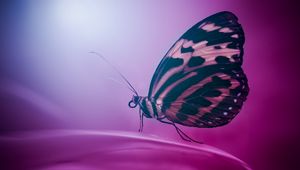 Превью обои бабочка, крылья, макро, поверхность, лепесток
