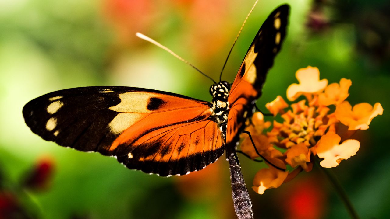 Обои бабочка, крылья, макро, размытие, насекомое