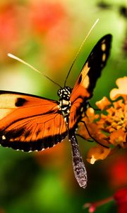 Превью обои бабочка, крылья, макро, размытие, насекомое