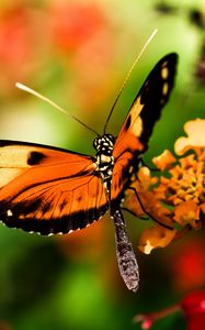 Превью обои бабочка, крылья, макро, размытие, насекомое