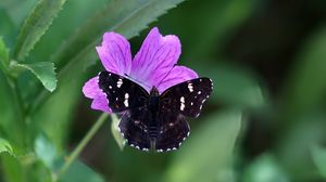 Превью обои бабочка, крылья, насекомое, цветы, макро