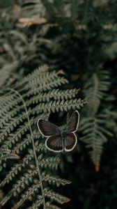 Превью обои бабочка, крылья, папоротник, листья