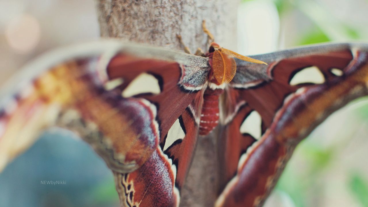 Обои бабочка, крылья, пятна, красивая