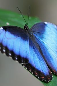 Превью обои бабочка, крылья, полосы, лист, трава