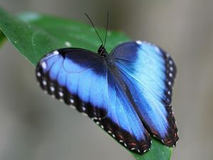 Превью обои бабочка, крылья, полосы, лист, трава