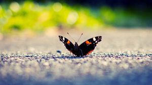 Превью обои бабочка, крылья, поверхность, свет, насекомое