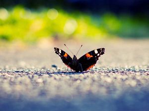 Превью обои бабочка, крылья, поверхность, свет, насекомое
