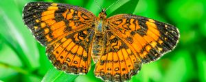 Превью обои бабочка, крылья, растение, насекомое, природа, макро