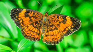 Превью обои бабочка, крылья, растение, насекомое, природа, макро