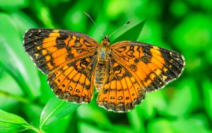 Превью обои бабочка, крылья, растение, насекомое, природа, макро