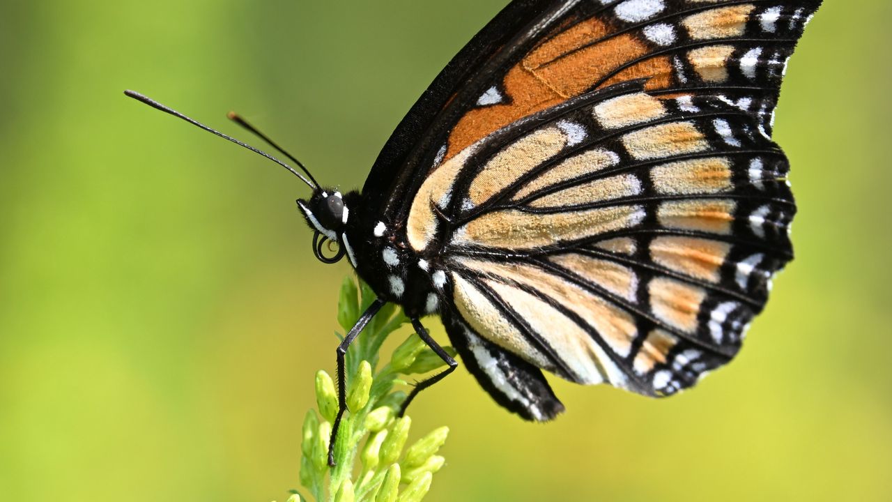 Обои бабочка, крылья, растение, макро, насекомое