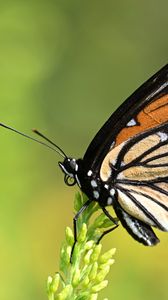 Превью обои бабочка, крылья, растение, макро, насекомое