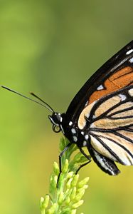 Превью обои бабочка, крылья, растение, макро, насекомое