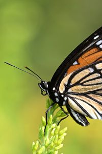 Превью обои бабочка, крылья, растение, макро, насекомое