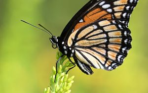 Превью обои бабочка, крылья, растение, макро, насекомое