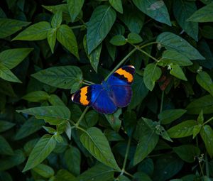 Превью обои бабочка, крылья, разноцветный, листья