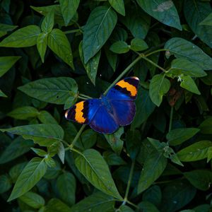 Превью обои бабочка, крылья, разноцветный, листья