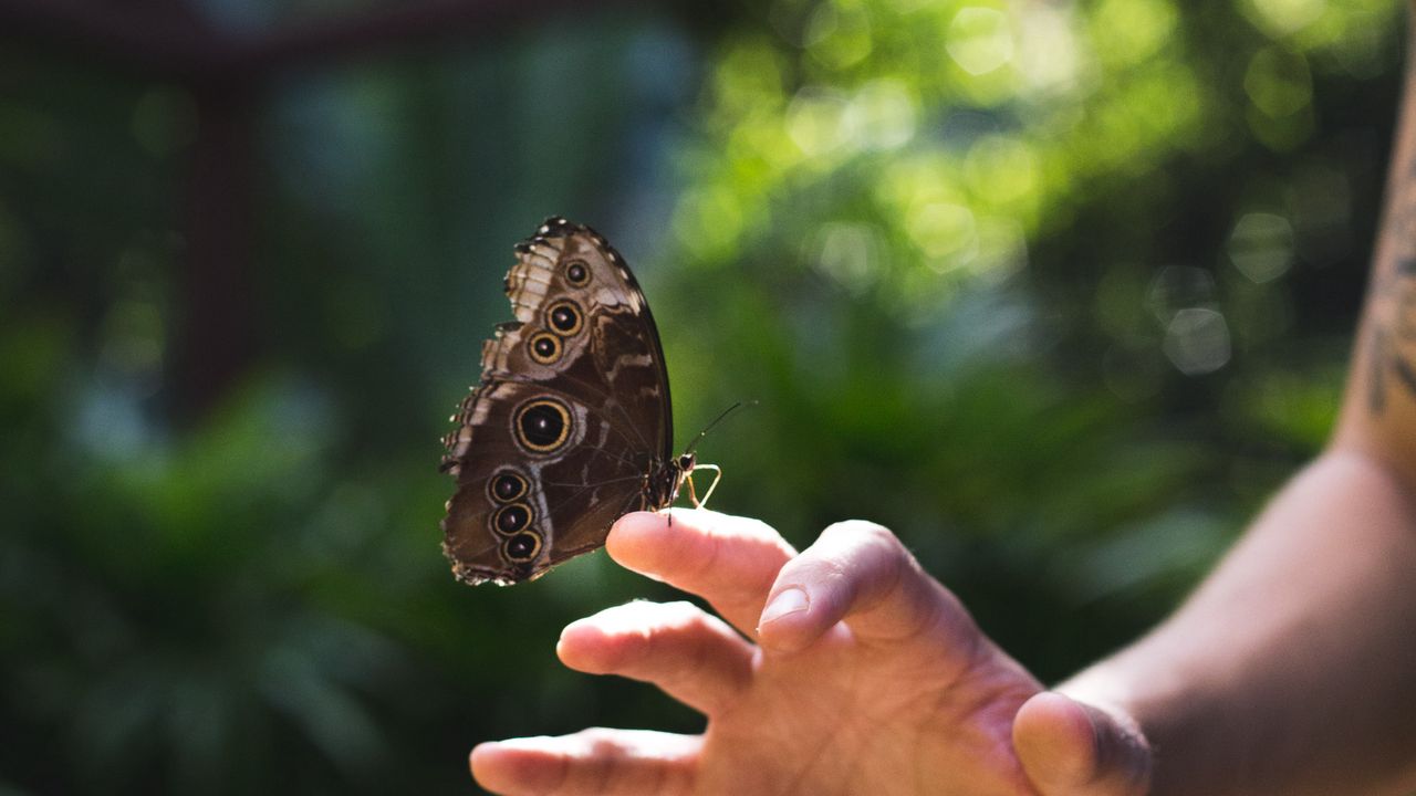 Обои бабочка, крылья, рука, природа