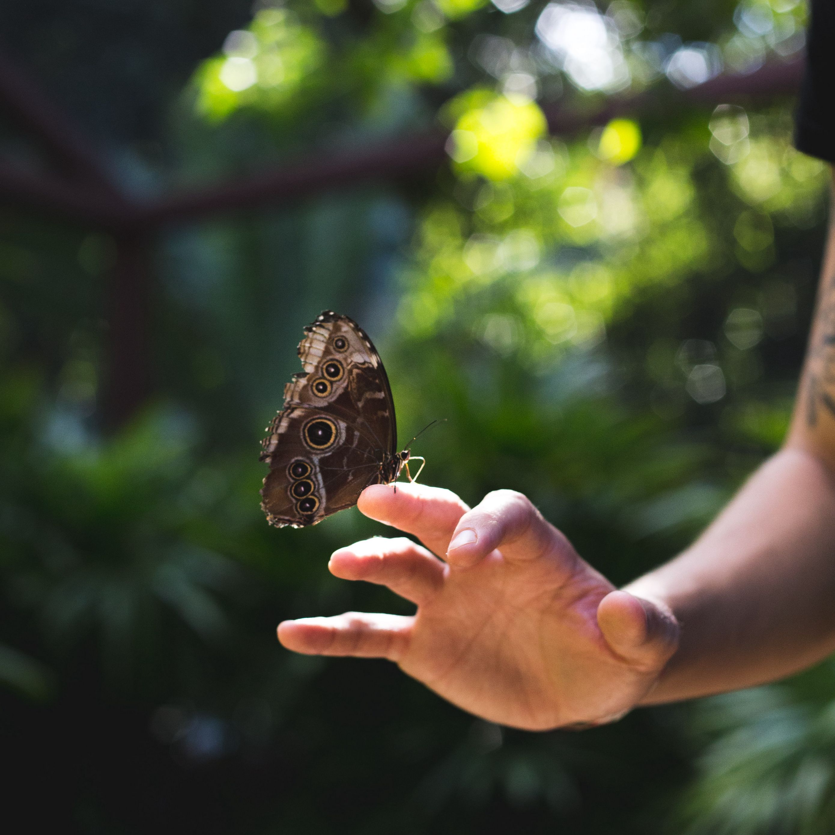 Hand wings. На руку бабочка. Бабочка на ладони фото. Бабочка на руке фото.