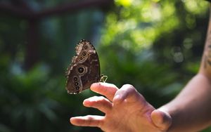 Превью обои бабочка, крылья, рука, природа