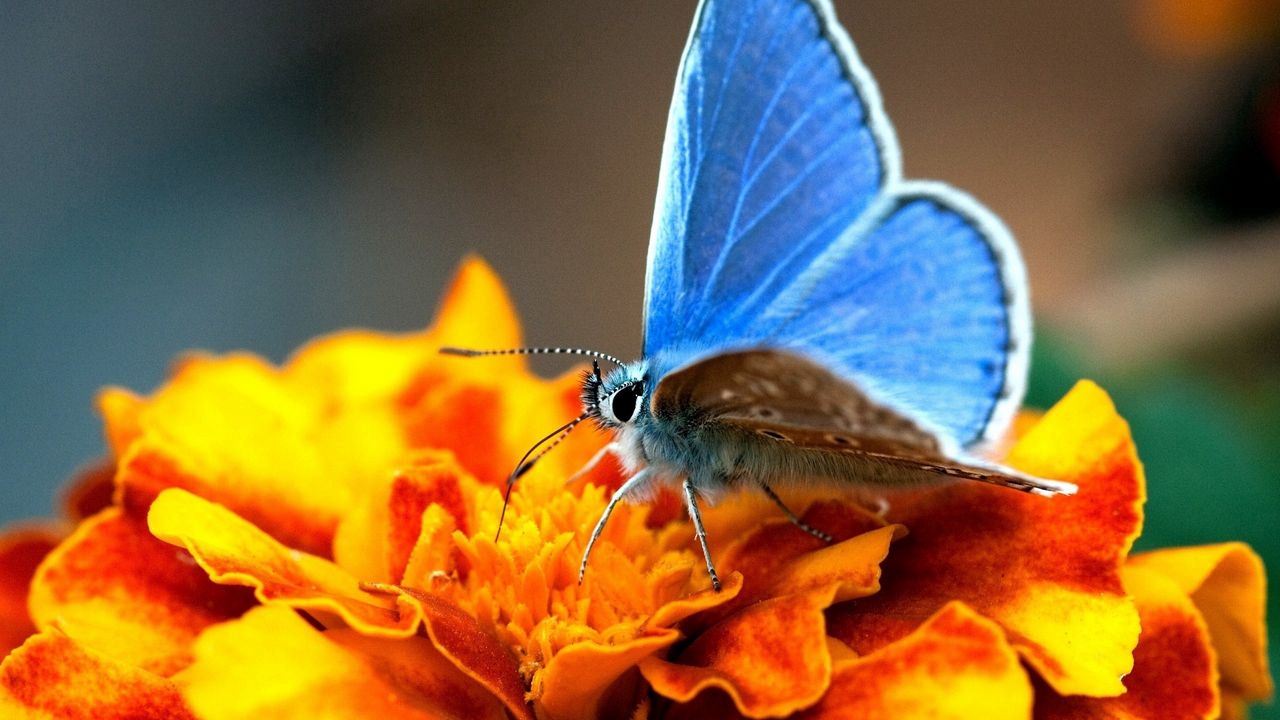 Обои бабочка, крылья, синий, поверхность