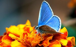 Превью обои бабочка, крылья, синий, поверхность