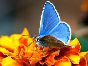 Превью обои бабочка, крылья, синий, поверхность