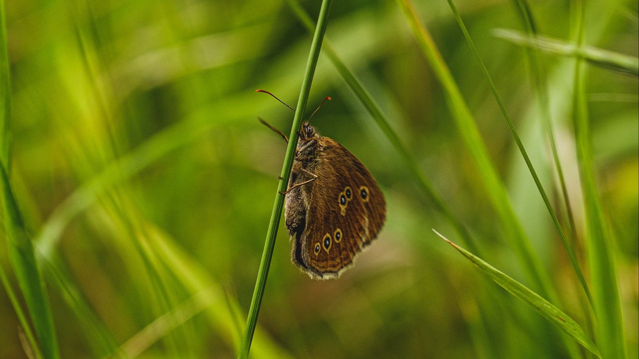 Обои бабочка, крылья, трава, макро