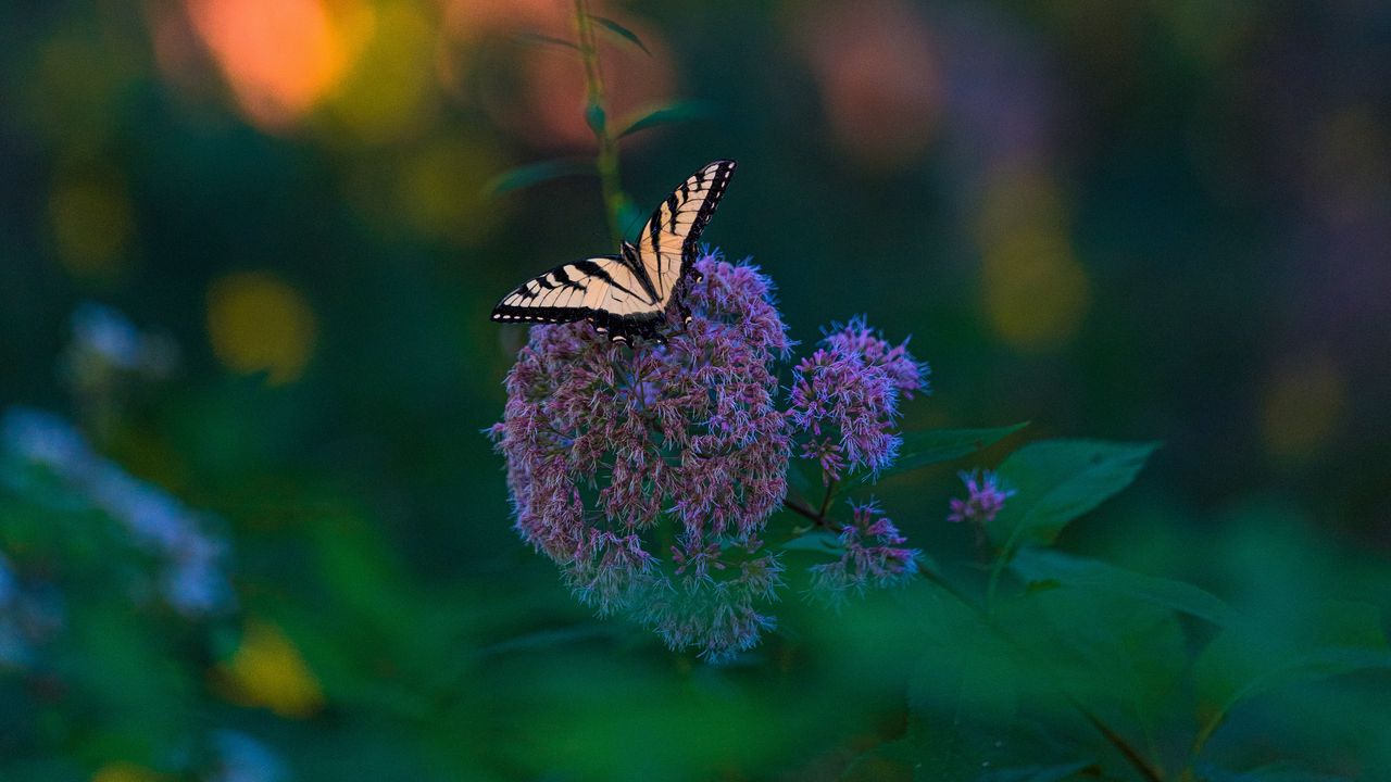 Обои бабочка, крылья, тропический, узор, цветы, растение