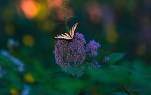 Превью обои бабочка, крылья, тропический, узор, цветы, растение