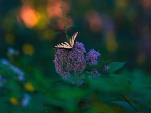 Превью обои бабочка, крылья, тропический, узор, цветы, растение