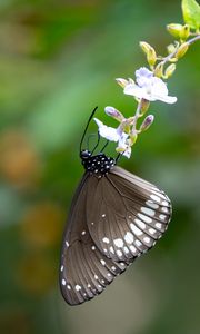 Превью обои бабочка, крылья, цветок, макро, черный