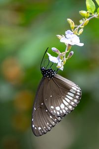 Превью обои бабочка, крылья, цветок, макро, черный