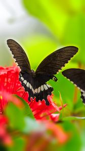 Превью обои бабочка, крылья, цветок, листья, макро