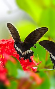 Превью обои бабочка, крылья, цветок, листья, макро