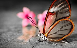 Превью обои бабочка, крылья, цветок, узоры