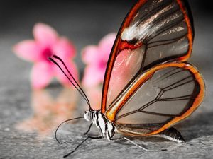 Превью обои бабочка, крылья, цветок, узоры