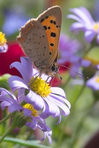 Превью обои бабочка, крылья, цветы, лепестки, макро, блюр