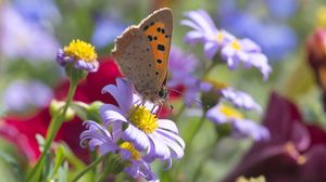 Превью обои бабочка, крылья, цветы, лепестки, макро, блюр