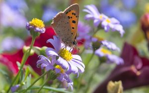 Превью обои бабочка, крылья, цветы, лепестки, макро, блюр