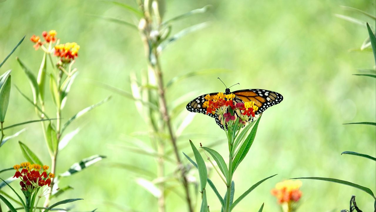 Обои бабочка, крылья, цветы, растение