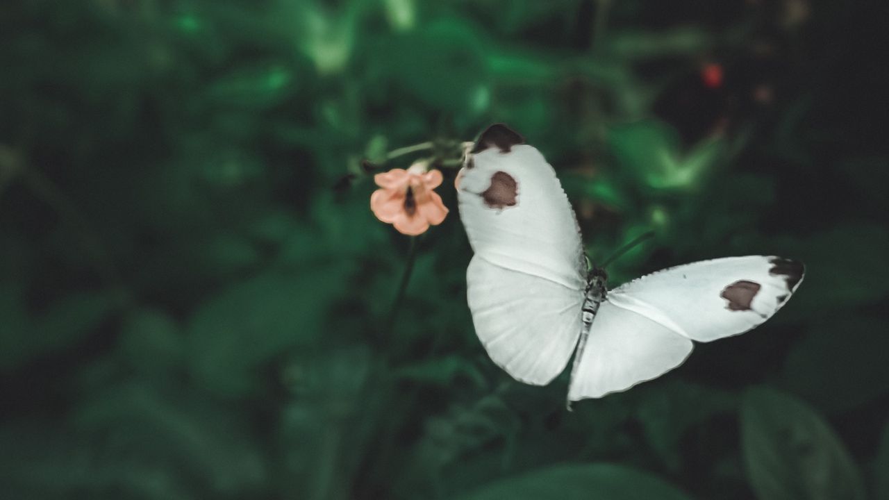 Обои бабочка, крылья, цветы, макро, полет