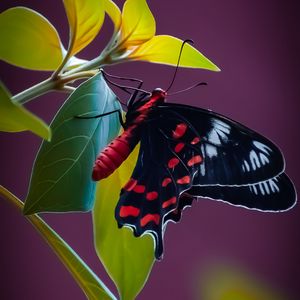 Превью обои бабочка, крылья, узор, листья, растение