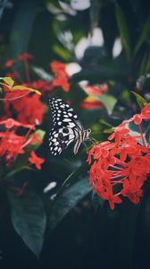 Превью обои бабочка, крылья, узор, цветок