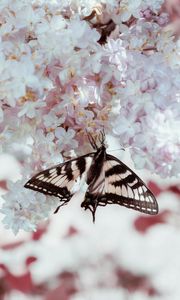 Превью обои бабочка, крылья, узор, сирень, цветы