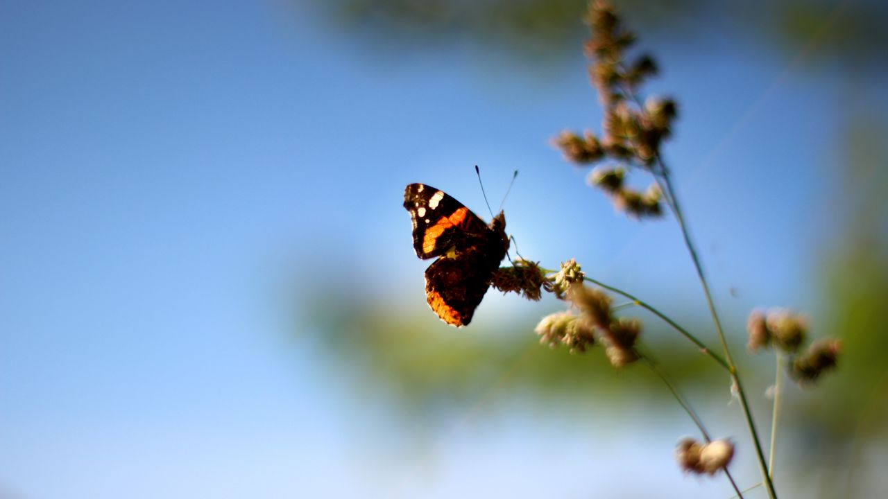 Обои бабочка, крылья, узор, трава, макро