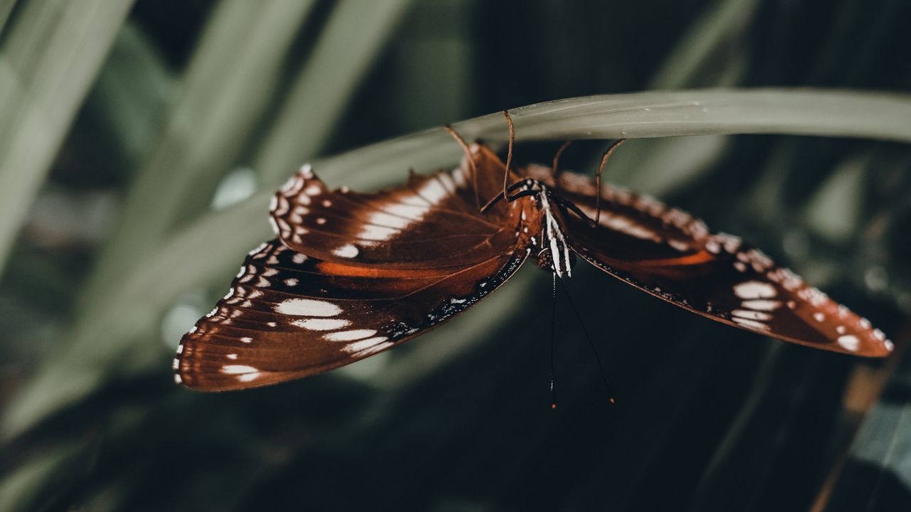 Обои бабочка, крылья, узор, лист, макро